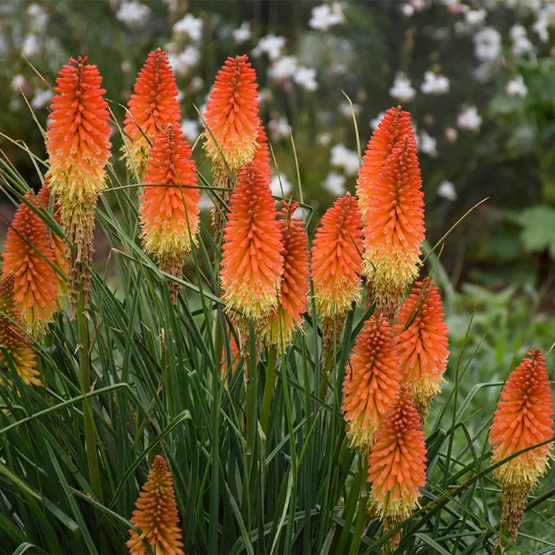Red Hot Poker Seeds Torch Lily, Kniphofia Perennial Attracts Hummingbirds And Butterflies Patio Container Bed Outdoor Flower Seeds