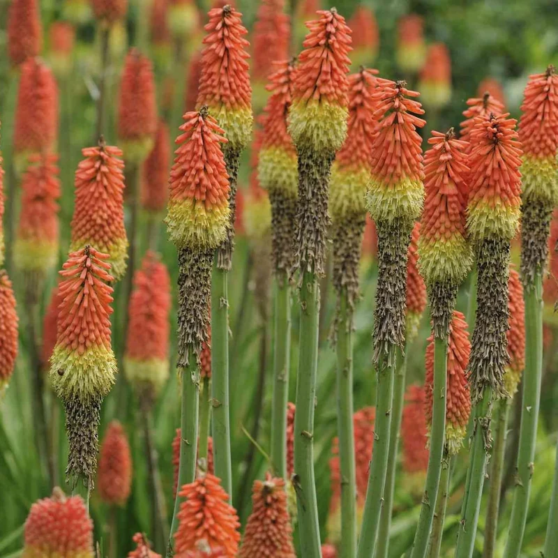 Red Hot Poker Seeds Torch Lily, Kniphofia Perennial Attracts Hummingbirds And Butterflies Patio Container Bed Outdoor Flower Seeds