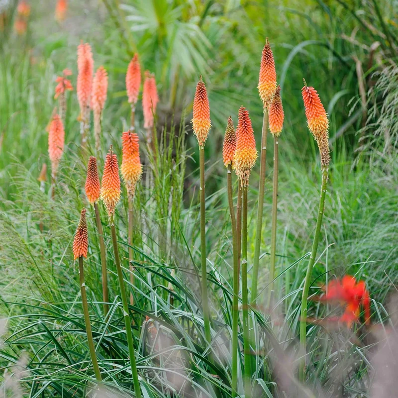 Red Hot Poker Seeds Torch Lily, Kniphofia Perennial Attracts Hummingbirds And Butterflies Patio Container Bed Outdoor Flower Seeds