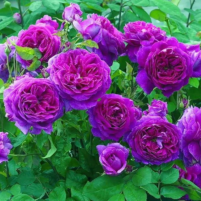 Purple Climbing Rose Seeds Fragrant Blooms for Cutting, Floral Arrangements And Pollinator Attraction Vertical Garden Accents for Trellises, Arbors And Fences