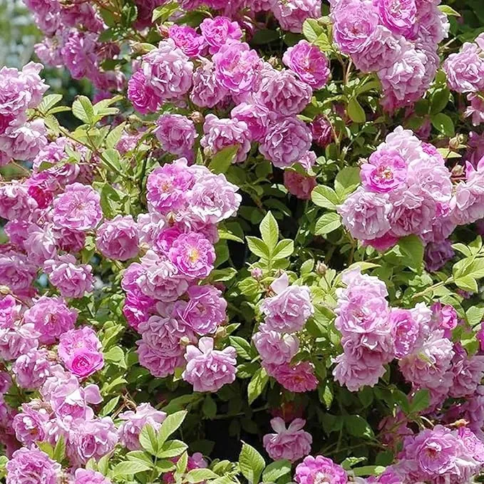Purple Climbing Rose Seeds Fragrant Blooms for Cutting, Floral Arrangements And Pollinator Attraction Vertical Garden Accents for Trellises, Arbors And Fences