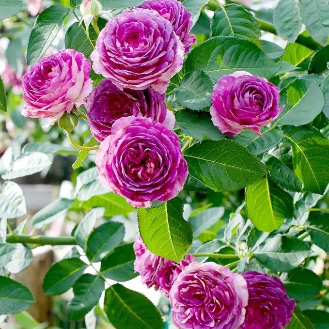Purple Climbing Rose Seeds Fragrant Blooms for Cutting, Floral Arrangements And Pollinator Attraction Vertical Garden Accents for Trellises, Arbors And Fences