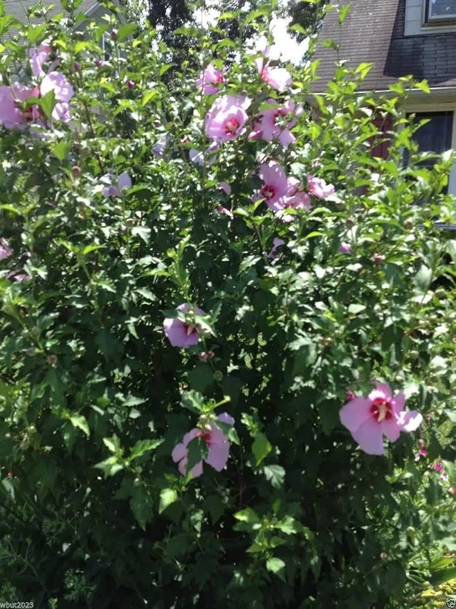 Hibiscus Rose of Sharon (Hibiscus syriacus) Seeds - Cold Hardy, Perennial