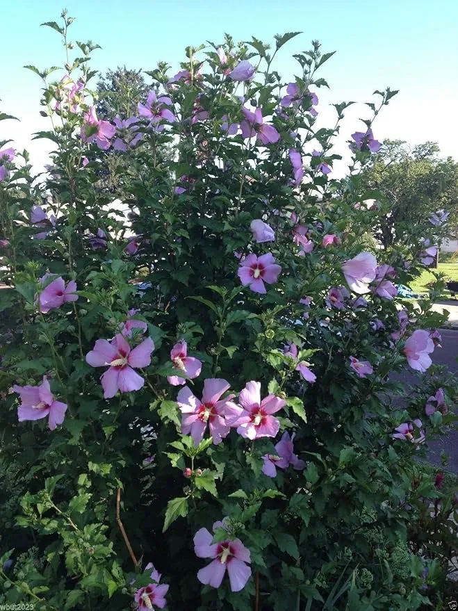Hibiscus Rose of Sharon (Hibiscus syriacus) Seeds - Cold Hardy, Perennial
