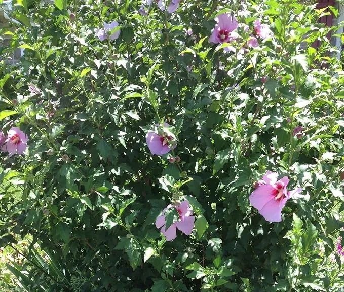 Hibiscus Rose of Sharon (Hibiscus syriacus) Seeds - Cold Hardy, Perennial
