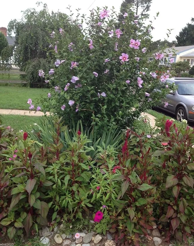 Hibiscus Rose of Sharon (Hibiscus syriacus) Seeds - Cold Hardy, Perennial