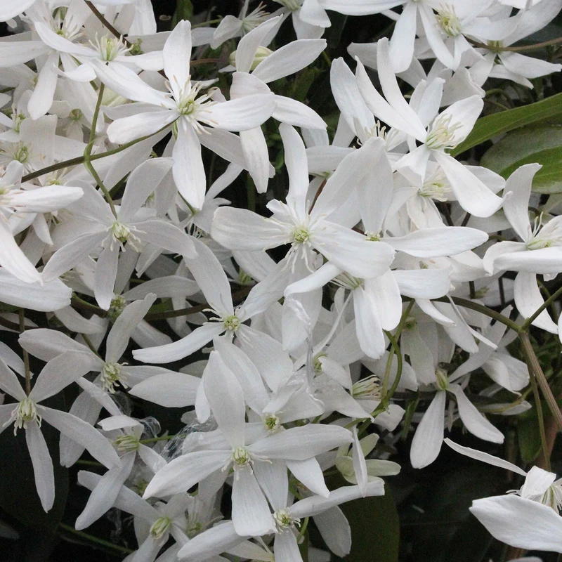 Clematis 'Snowdrift'