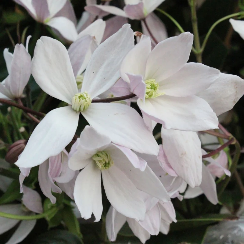 Immergrüne Clematis 'Appleblossom'