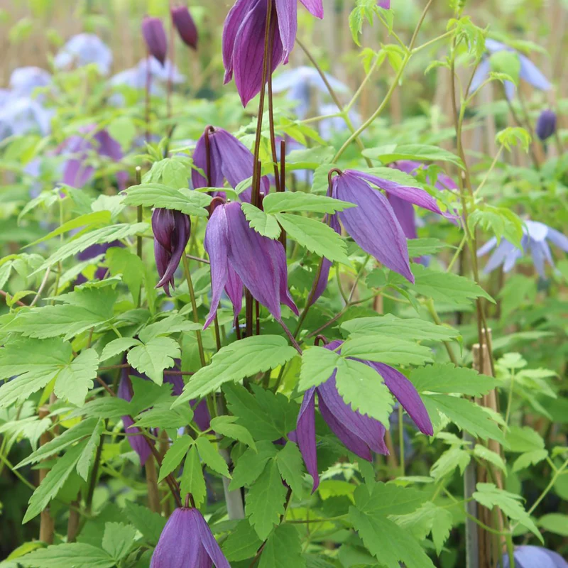 Clematis 'Tage Lundell'