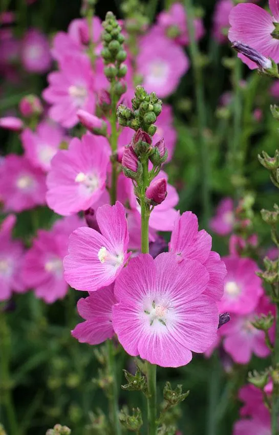 Griechische Malve (Sidalcea 'Purpetta')
