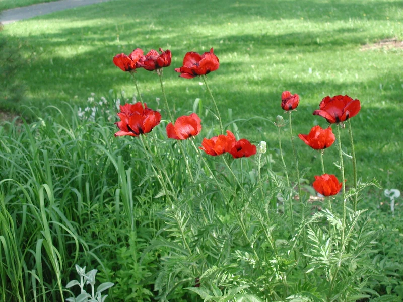 Orientalischer Mohn (Papaver orientale 'Brilliant')