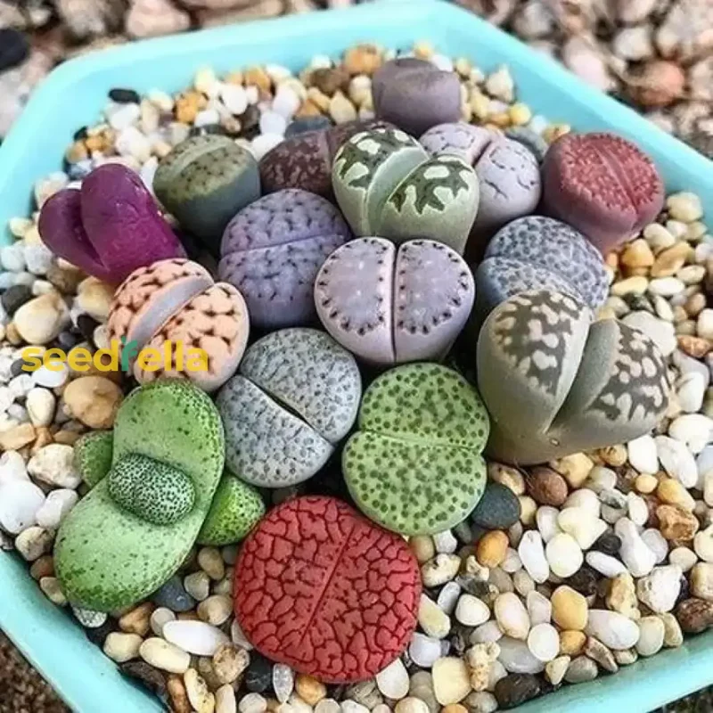 Living Stone Sempervivum Seeds - Mixed Varieties for Easy, Low-Maintenance Garden Planting