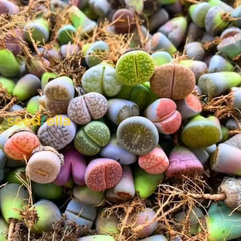 Living Stone Sempervivum Seeds - Mixed Varieties for Easy, Low-Maintenance Garden Planting