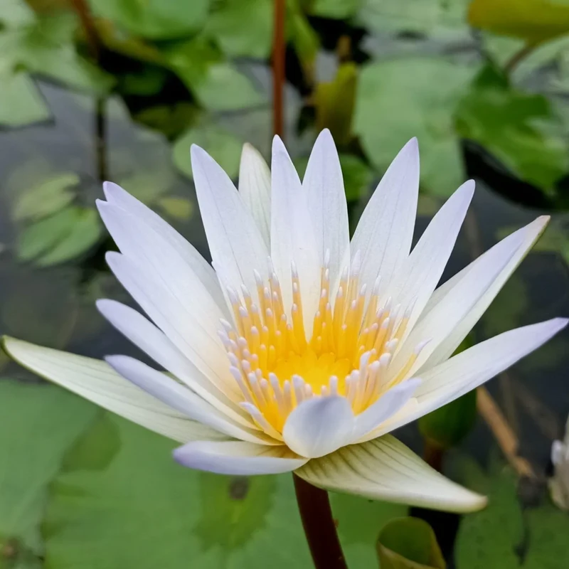 Water Lily Seeds for planting– Ideal for Ponds and Water Features