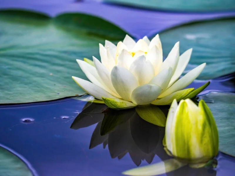 Water Lily Seeds for planting– Ideal for Ponds and Water Features