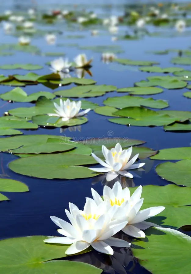 Water Lily Seeds for planting– Ideal for Ponds and Water Features