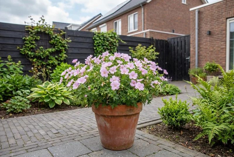 Storchschnabel (Geranium sanguineum 'Vision®Pink')