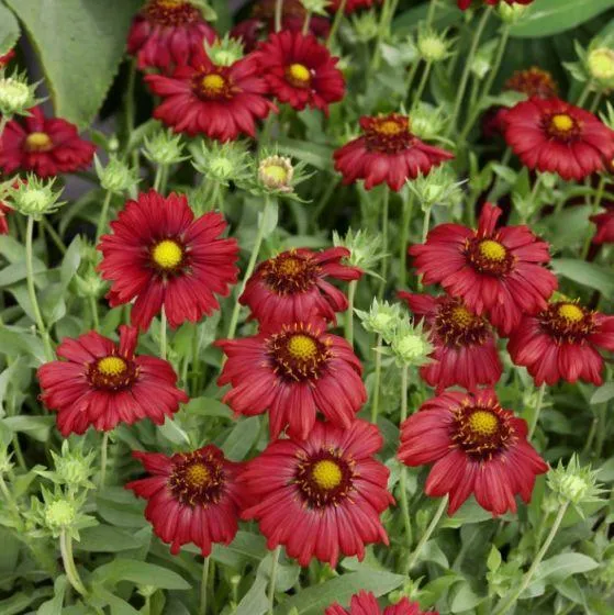 Kokardenblume (Gaillardia 'Burgunder')