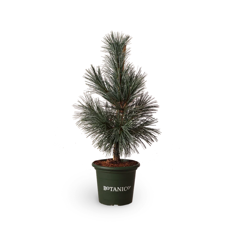 Pinus flexilis 'Vanderwolf´s Pyramid'