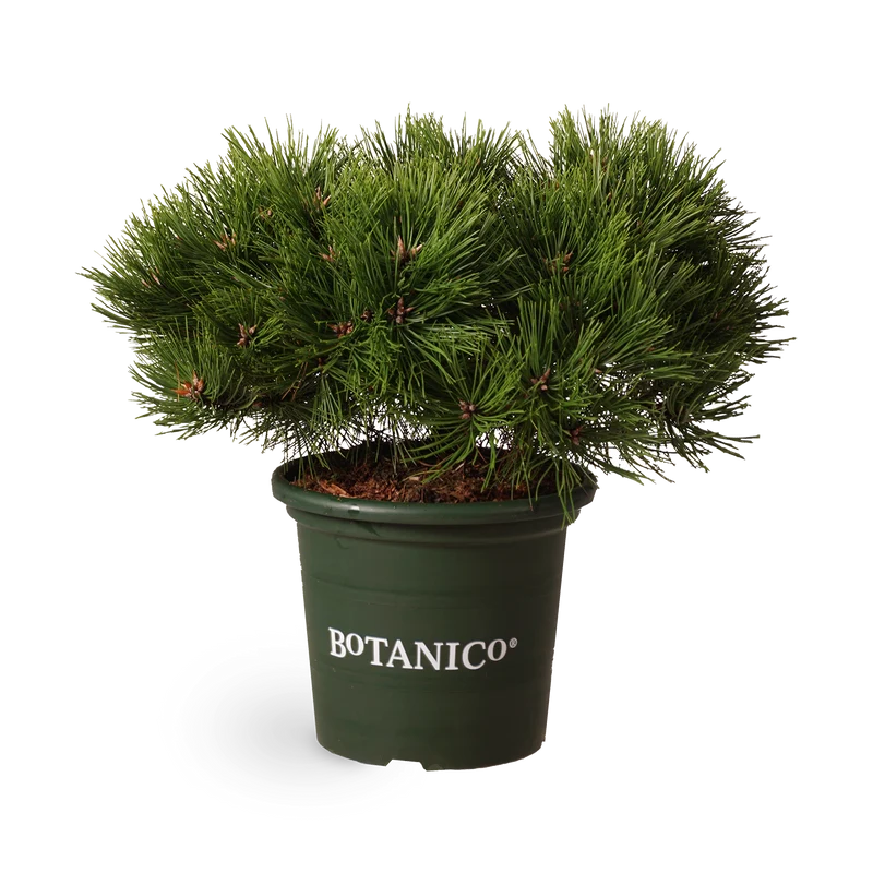 Pinus densiflora 'Low Glow'