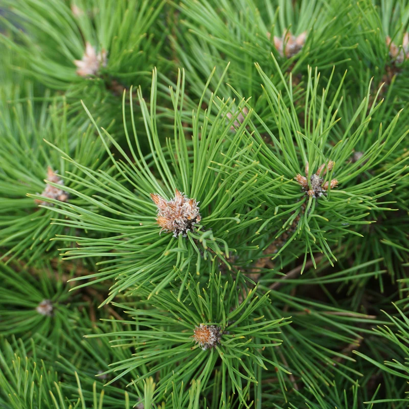 Pinus densiflora 'Low Glow'