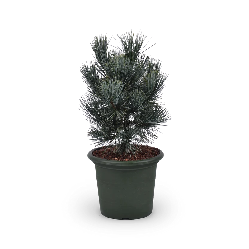 Pinus cembra 'Glauca'