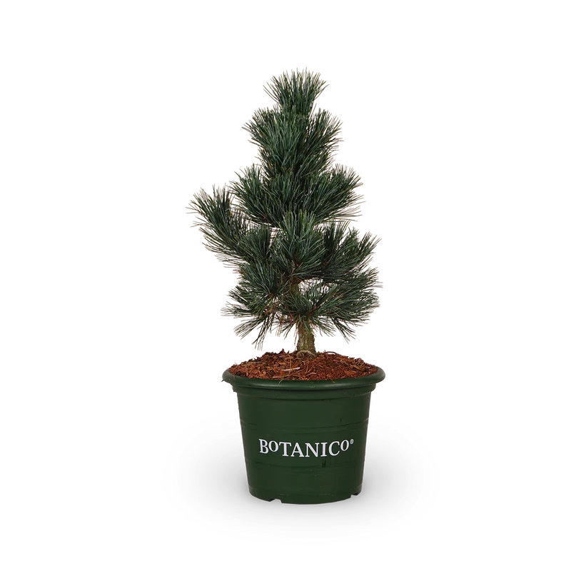 Pinus cembra 'Glauca'
