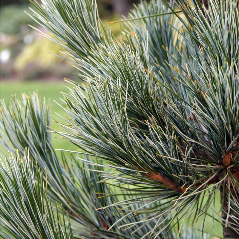 Pinus cembra 'Glauca'
