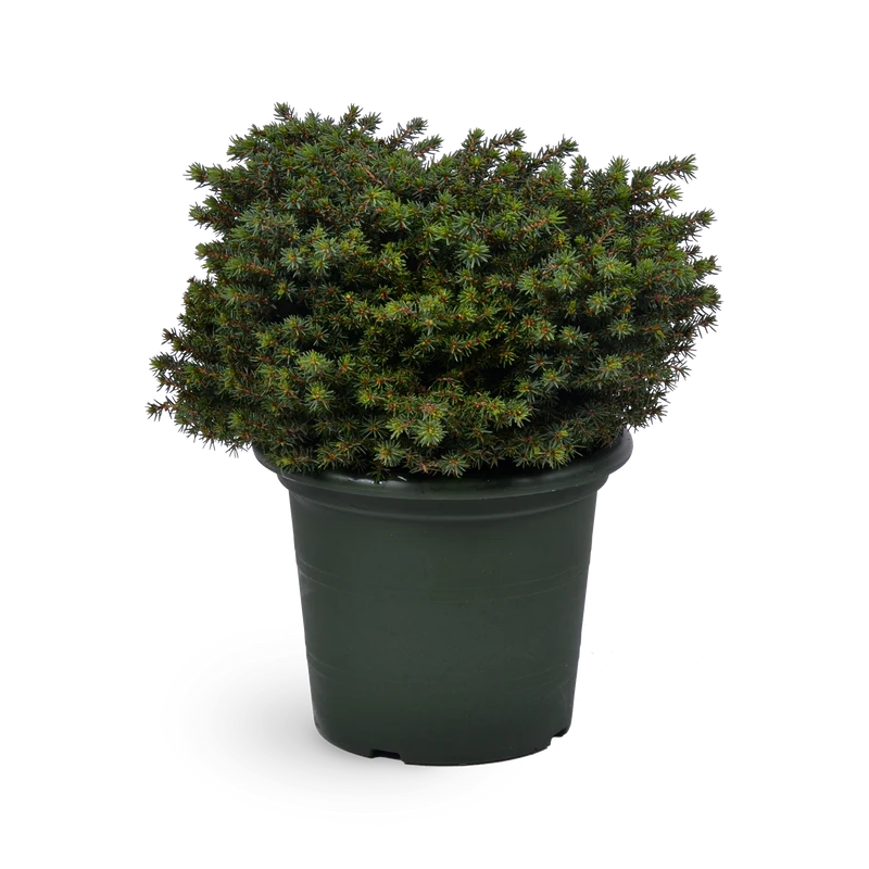 Picea abies 'Little Gem'