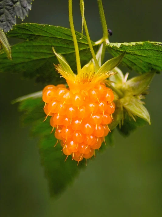 Salmonberry Fruit Seeds