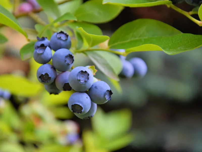 Common Bilberry Fruit Seeds