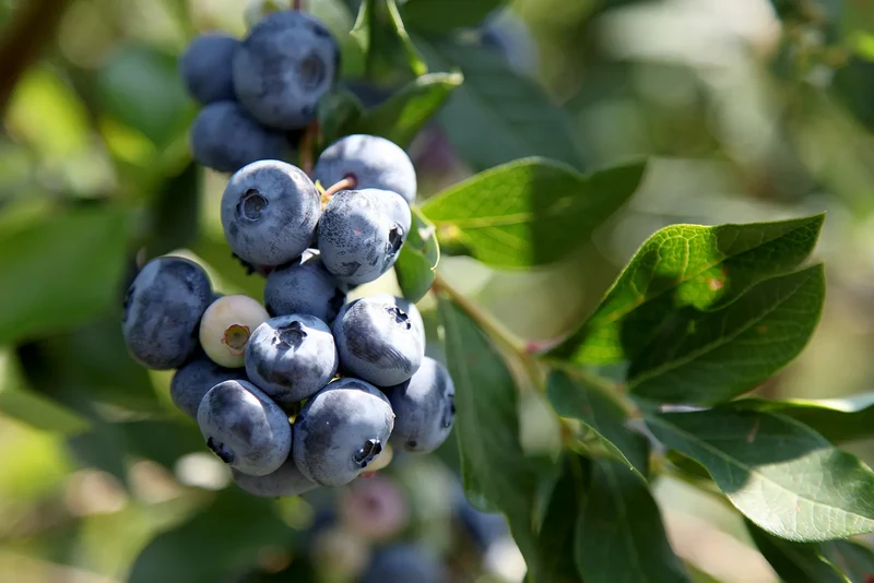 Common Bilberry Fruit Seeds