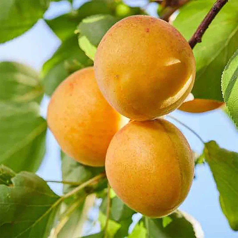 Manchurian Apricot Tree Seeds