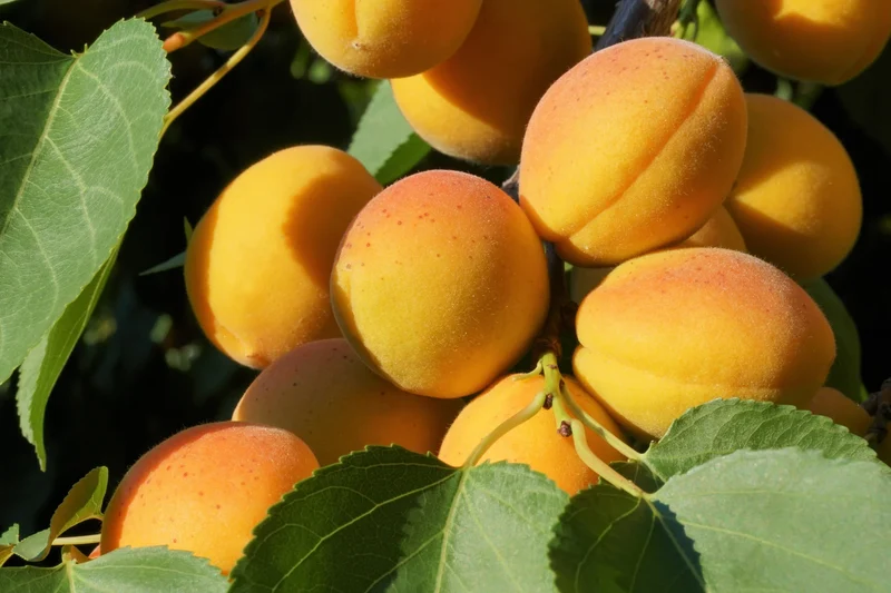 Manchurian Apricot Tree Seeds