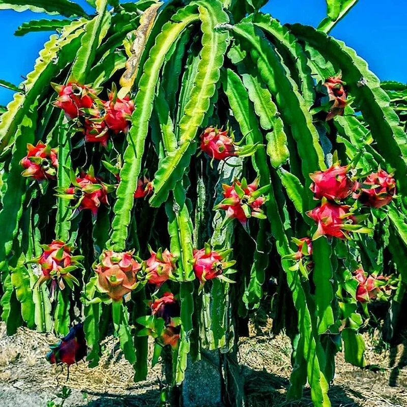 White Dragon Fruit Seeds
