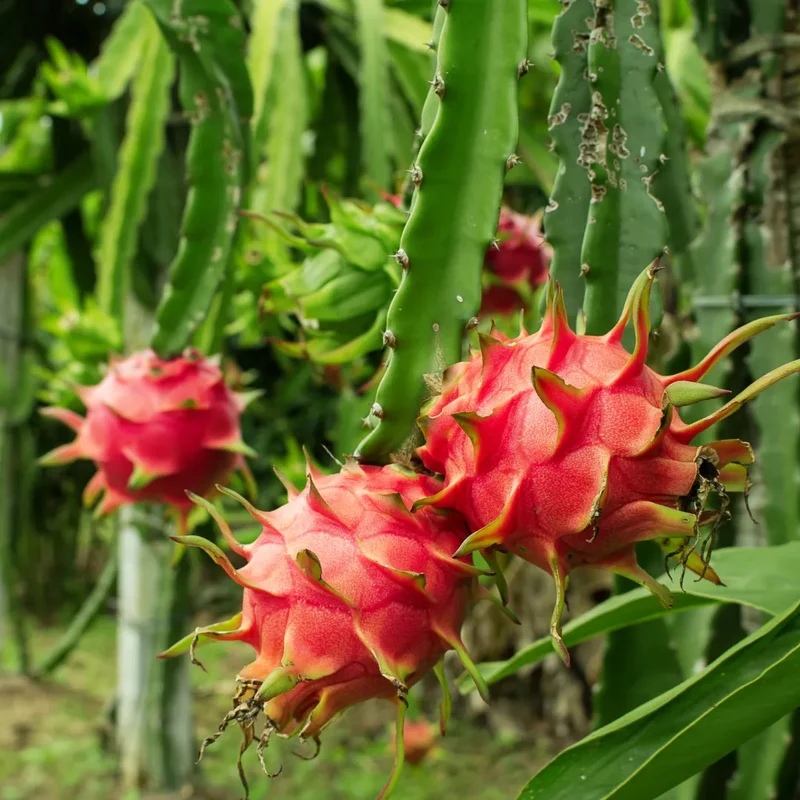 White Dragon Fruit Seeds