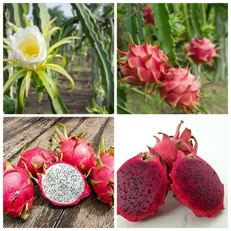 White Dragon Fruit Seeds