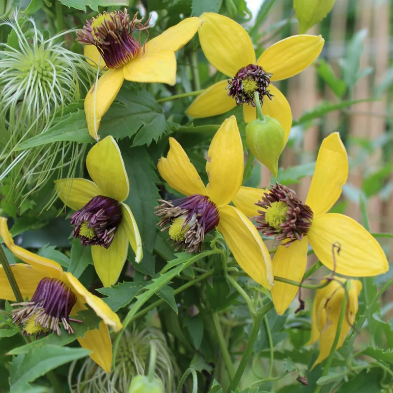 Clematis 'Golden Tiara'®