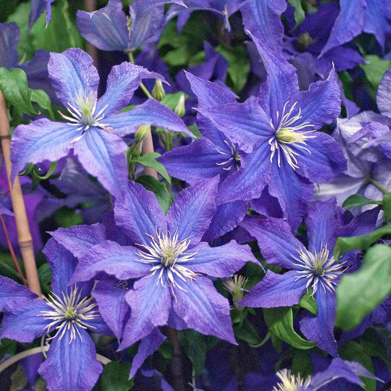 Clematis 'Rhapsody'