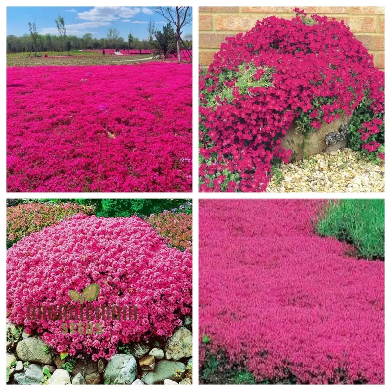 Magic Red Creeping Thyme Seeds for Planting | Heirloom Seeds | Perennial Flower Seeds for Home Garden | Ideal for Gardening Enthusiasts