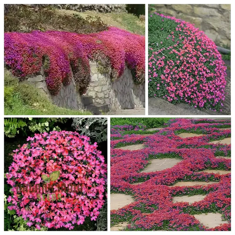 Magic Red Creeping Thyme Seeds for Planting | Heirloom Seeds | Perennial Flower Seeds for Home Garden | Ideal for Gardening Enthusiasts