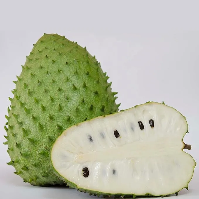 Giant Soursop Seeds Annona Tropical Fruit with Sweet Tangy Flavor for Culinary Health Benefits