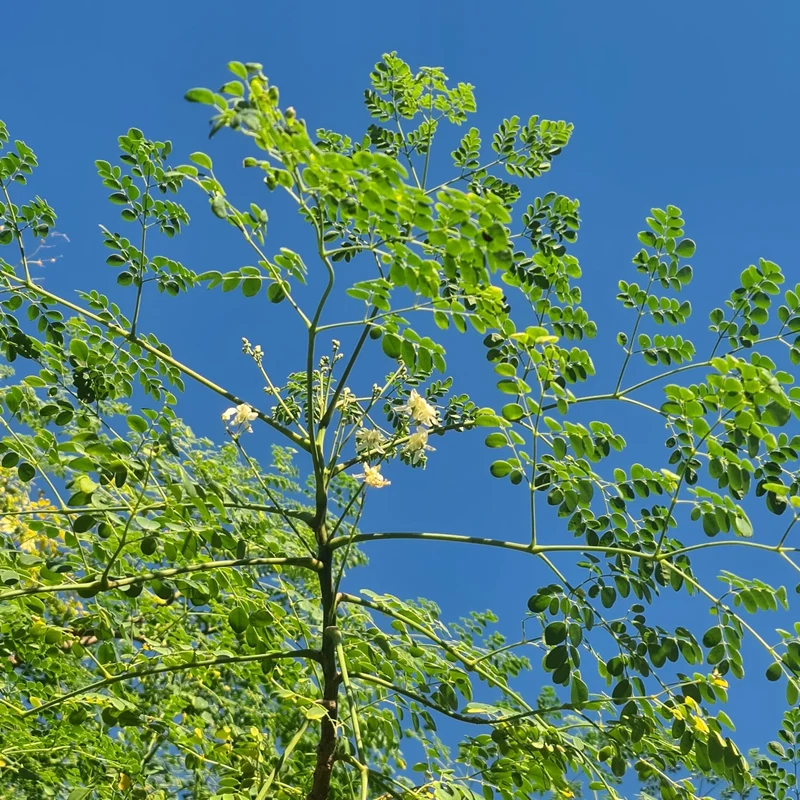 Organic PKM-1 Moringa Seeds, Large Size Malunggay, Shobhanjana, Miracle Tree, Drumstick Tree Non-GMO (10 Pcs)