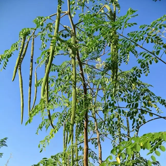 Organic PKM-1 Moringa Seeds, Large Size Malunggay, Shobhanjana, Miracle Tree, Drumstick Tree Non-GMO (10 Pcs)