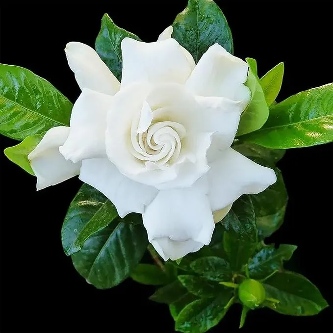 Jasmine Seeds Fragrant Flowering Plant, Deer Resistant, Attracts Butterflies And Hummingbirds, Ornamental Garden Plant, Adds Beauty And Fragrance
