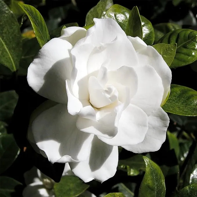 Jasmine Seeds Fragrant Flowering Plant, Deer Resistant, Attracts Butterflies And Hummingbirds, Ornamental Garden Plant, Adds Beauty And Fragrance