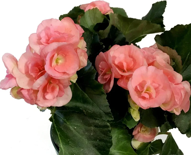 Pink Rieger Begonia Seeds – Showy Blooms & Attractive Foliage for Indoor/Outdoor Gardens