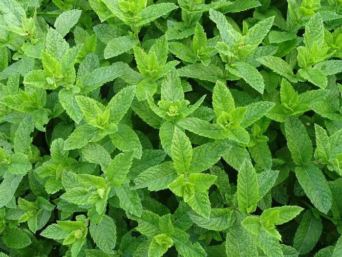 Grüne Minze (Mentha spicata)
