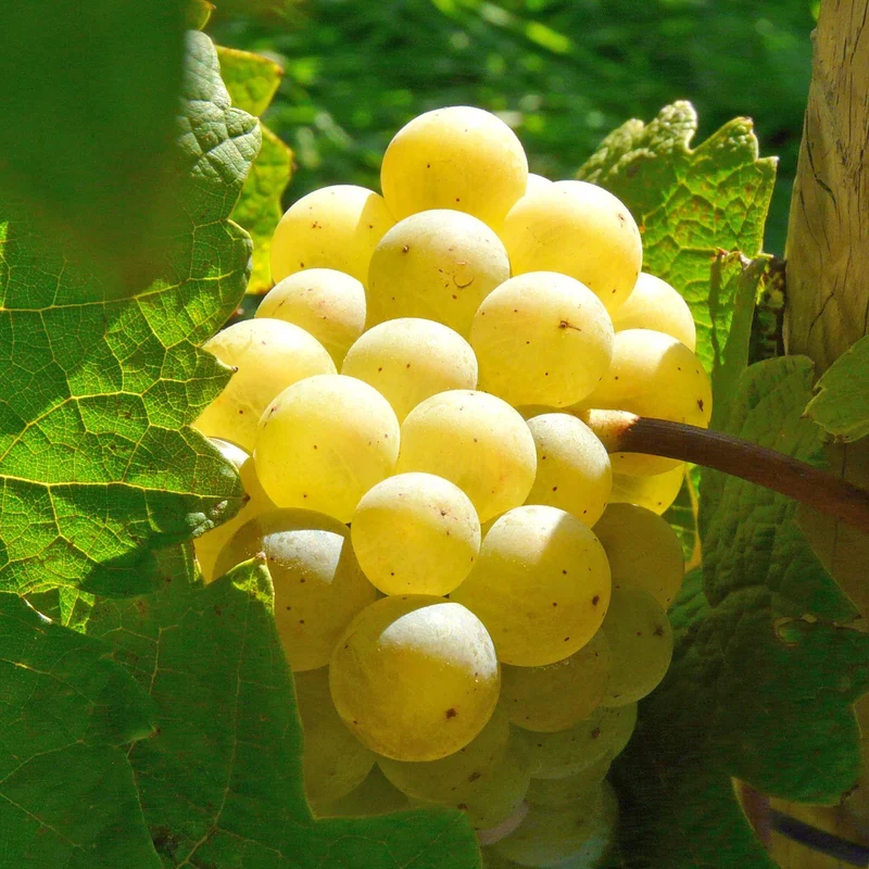Weinrebe 'Banana'