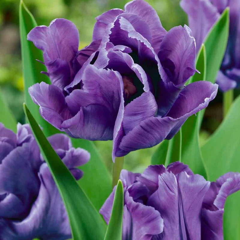 Tulipa Blauer Papagei, Sittich - 12 Stück